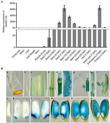 OsNAC129 Regulates Seed Development and Plant Growth and Participates in the Brassinosteroid Signaling Pathway